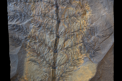 Prêle fossilisée (Asterophyllites)